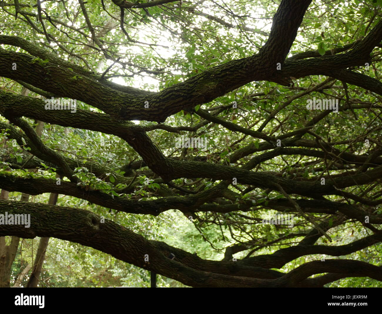 Überlappende Zweigen im Wald. Stockfoto