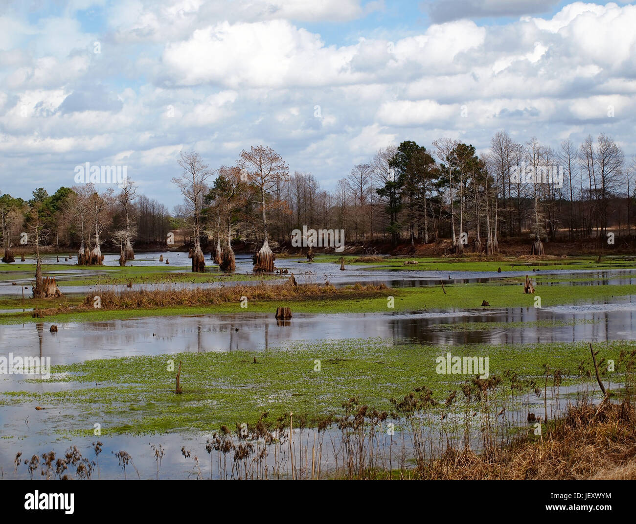 Panorama-Landschaft mit Zypressen wachsen in einem Teich in North Carolina USA. Stockfoto