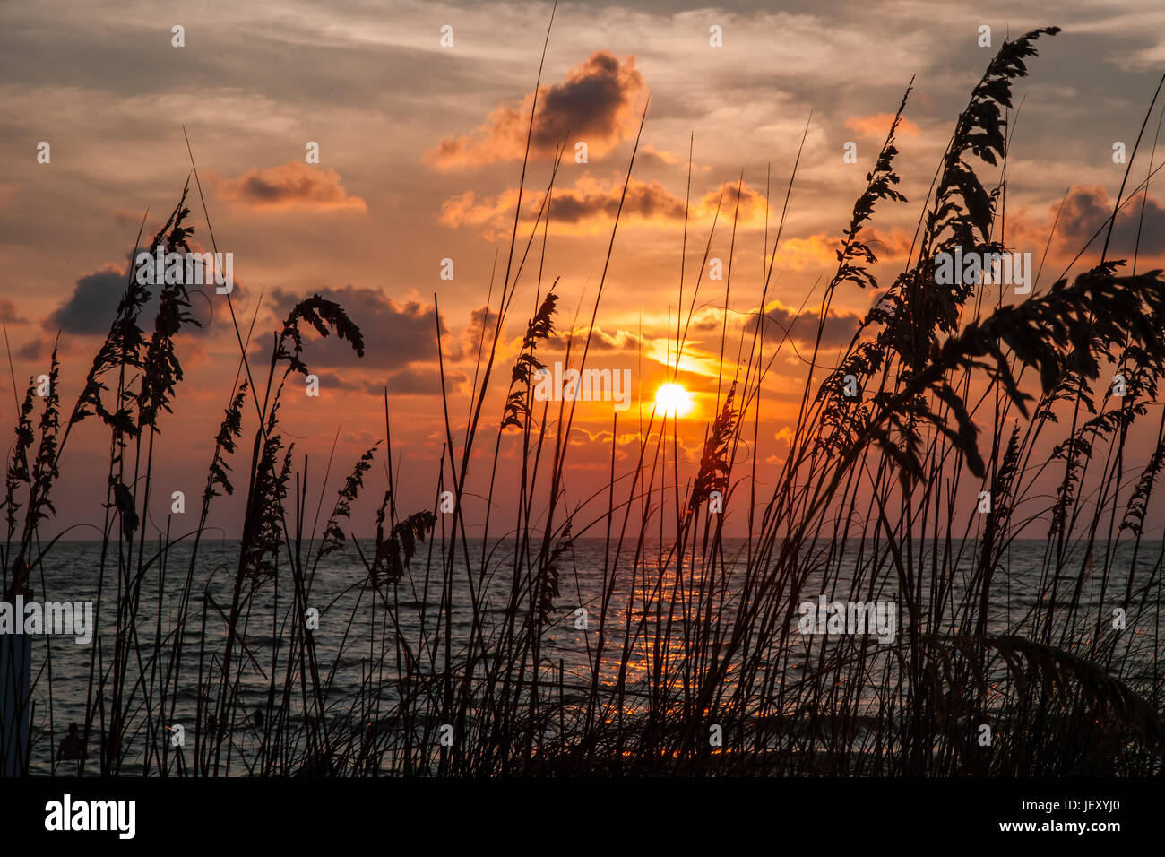 Seegras auf den Dünen bei Sonnenuntergang am Strand von Captiva Island, Florida Stockfoto