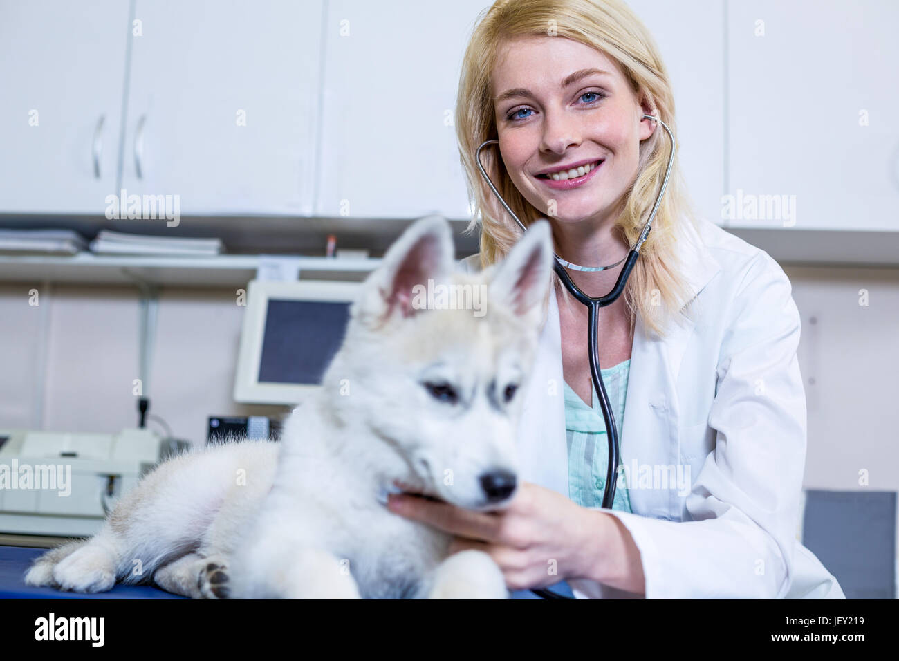 Eine Frau vet Prüfung ein Hund Stockfoto