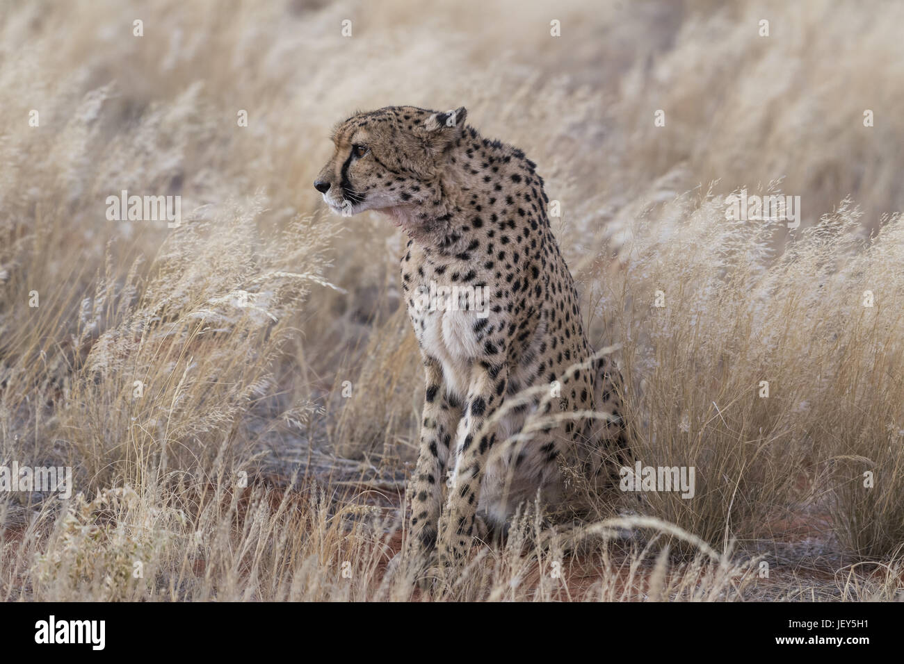 Gepard, (Acinonyx jubatus) Stockfoto