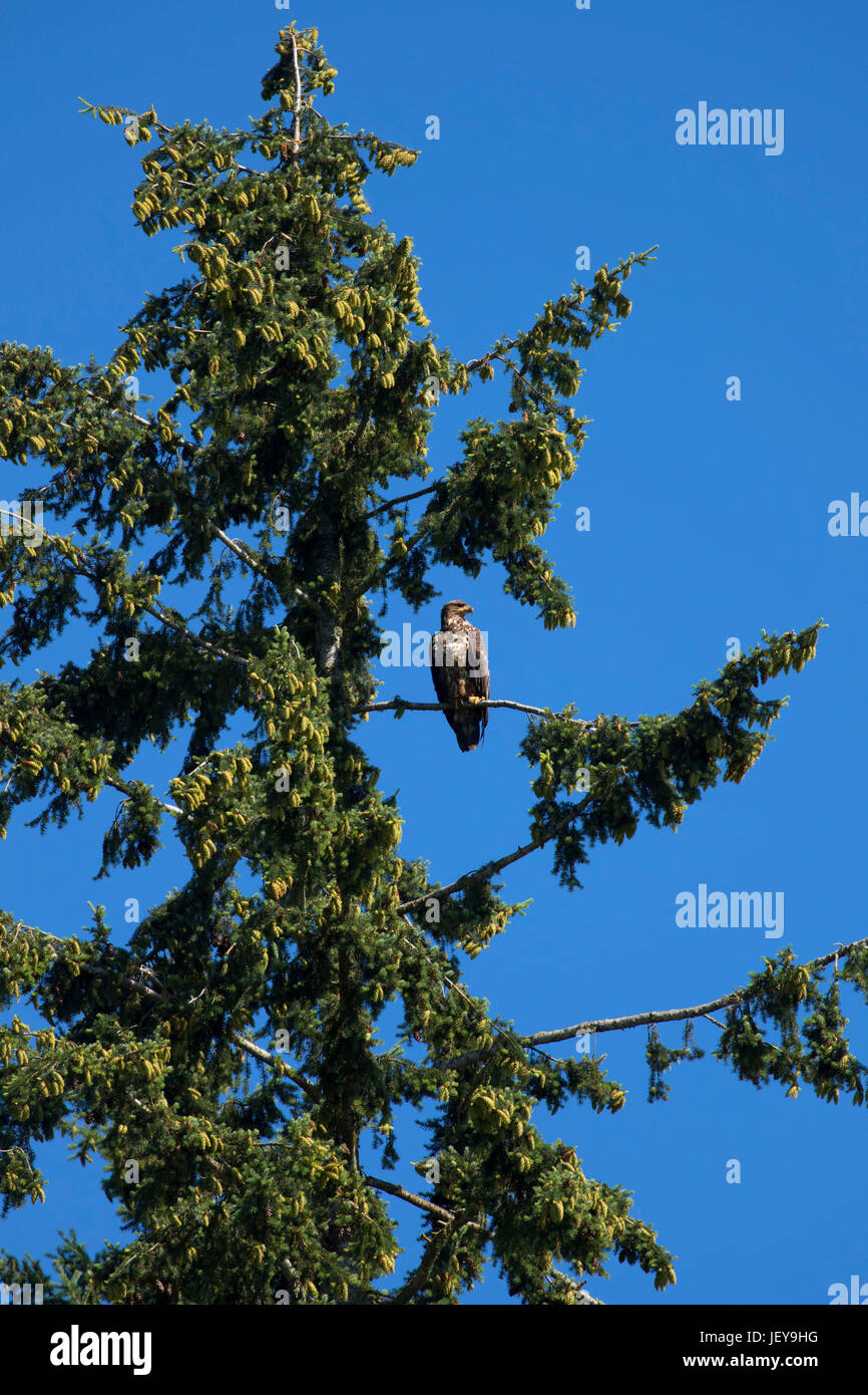 Weißkopf-Seeadler, Willamette River Greenway, Polk County, Oregon Stockfoto