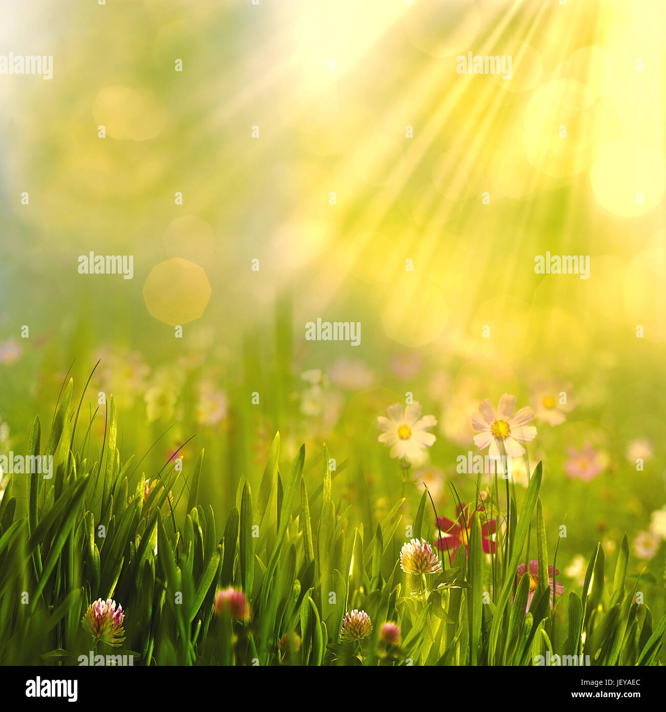 Schönheit-Frühling und Sommer Landschaft mit frischen Gänseblümchen Blumen Stockfoto