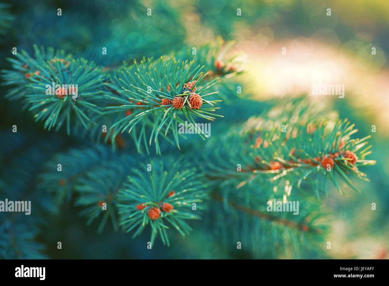 Weihnachtsbaum, natürliche abstrakt Stockfoto