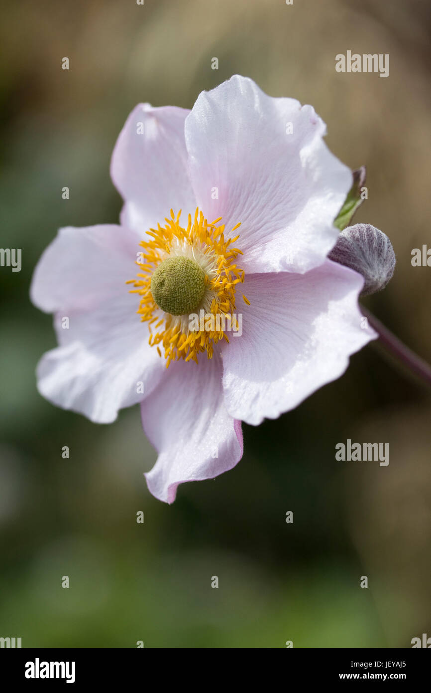 Nahaufnahme Bild ein rosa Anemone Japonica Stockfoto