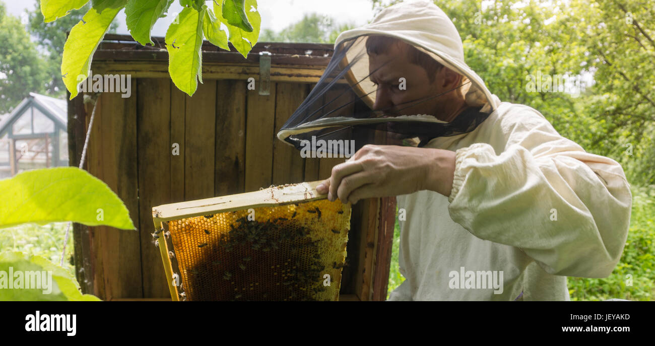Imker mit Bienen im Bienenstock, zeigt den Rahmen mit Waben Stockfoto