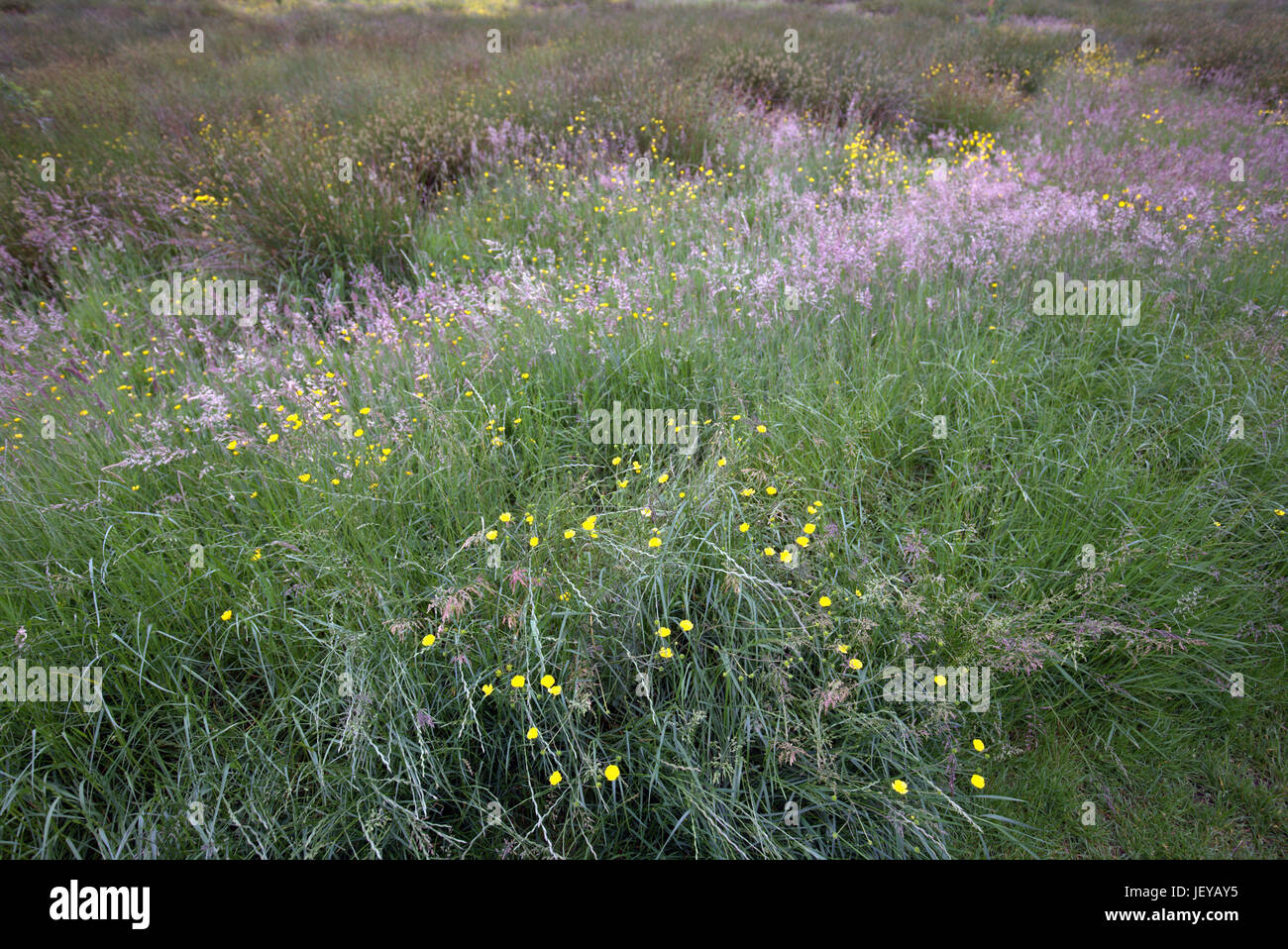 schottische Wilde Wiese lange Gras- und Butterblumen Bereich natürliche Stockfoto