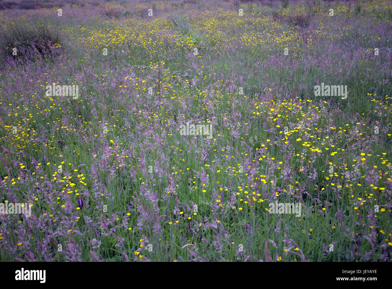 schottische Wilde Wiese lange Gras- und Butterblumen Bereich natürliche Stockfoto