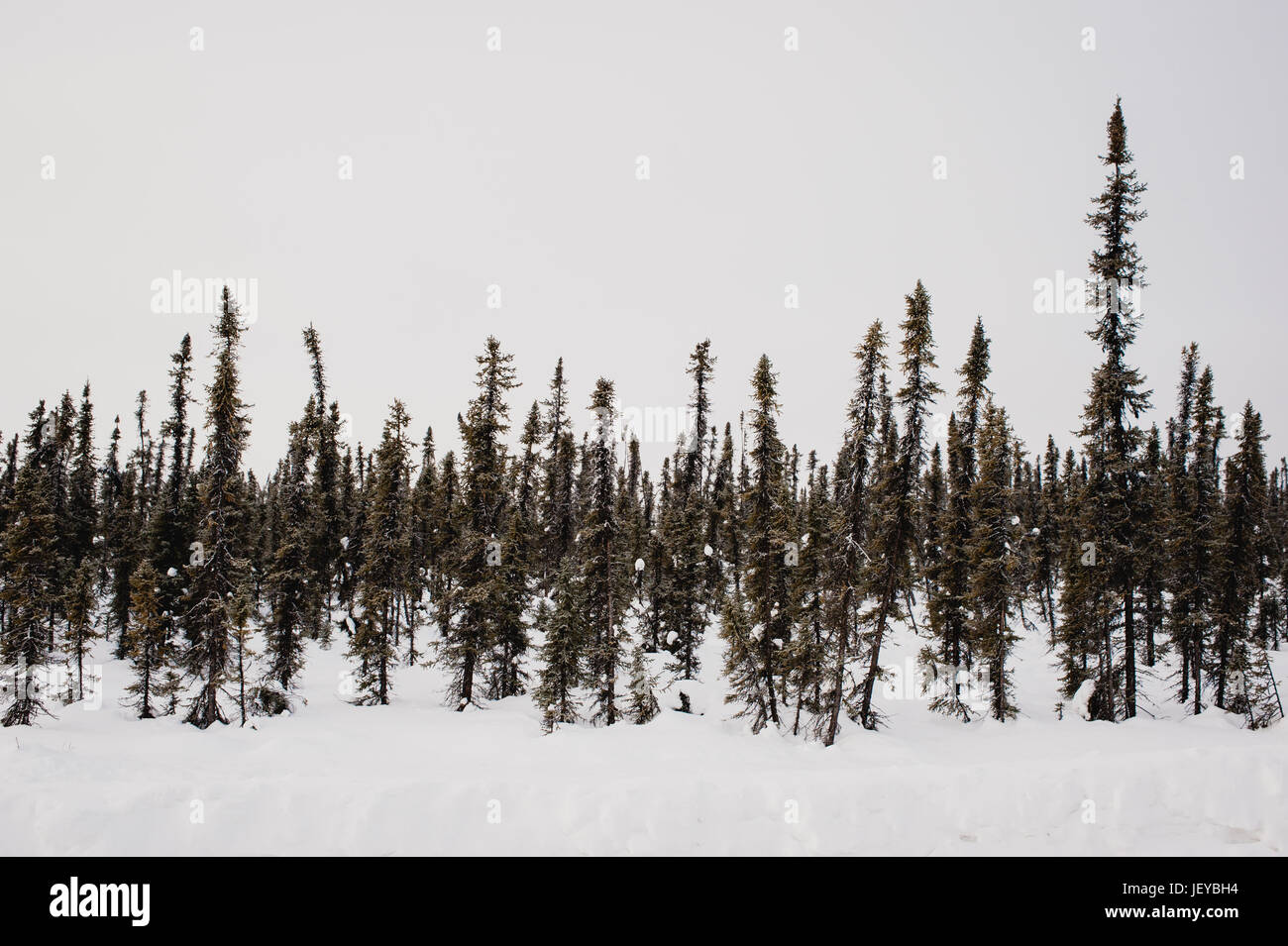 Unzählige Bäume mitten in Alaska im Winter. Stockfoto