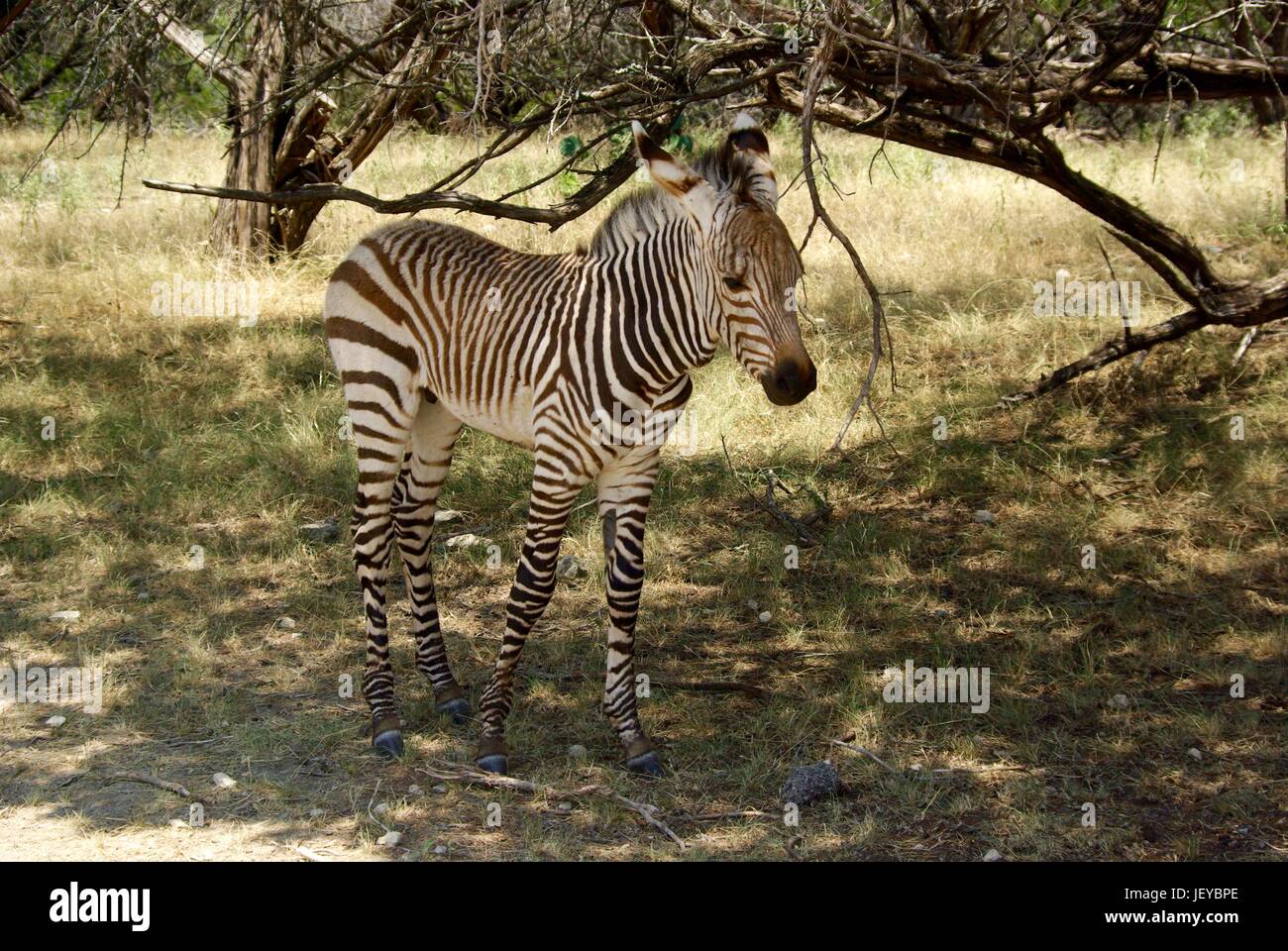 Baby Zebra Stockfoto
