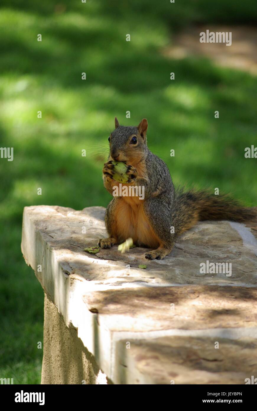Braune Eichhörnchen Essen eine Nuss Stockfoto