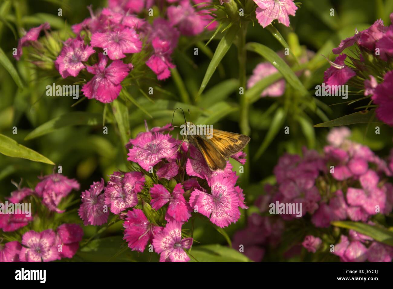 Kleine Glassywing Skipper Butterfly, Rüssel hoch, auf süße Williams Stockfoto