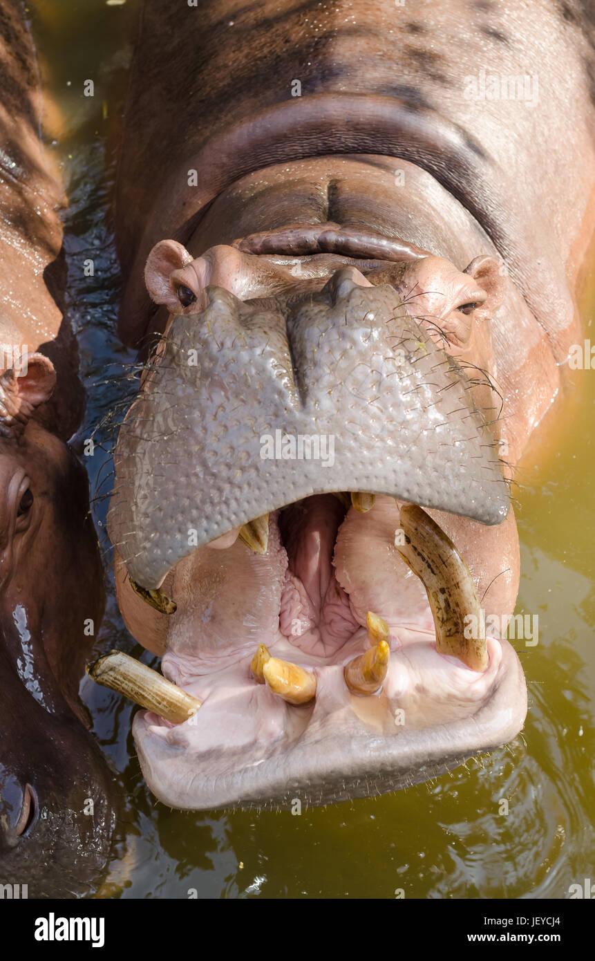 Nilpferd mit riesigen Kiefer und Zähne in Wasser Stockfoto
