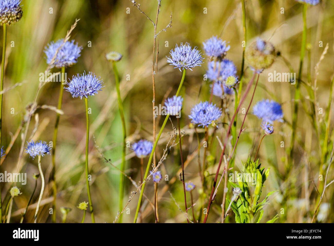 Blaue Jasione Montana auch bekannt als Schafwolle Bit Witwenblume, blaue Mützen, blauen Tasten, Blaues Gänseblümchen, Eisen Blume, Schafmilch Witwenblume und Schafskäse Stockfoto