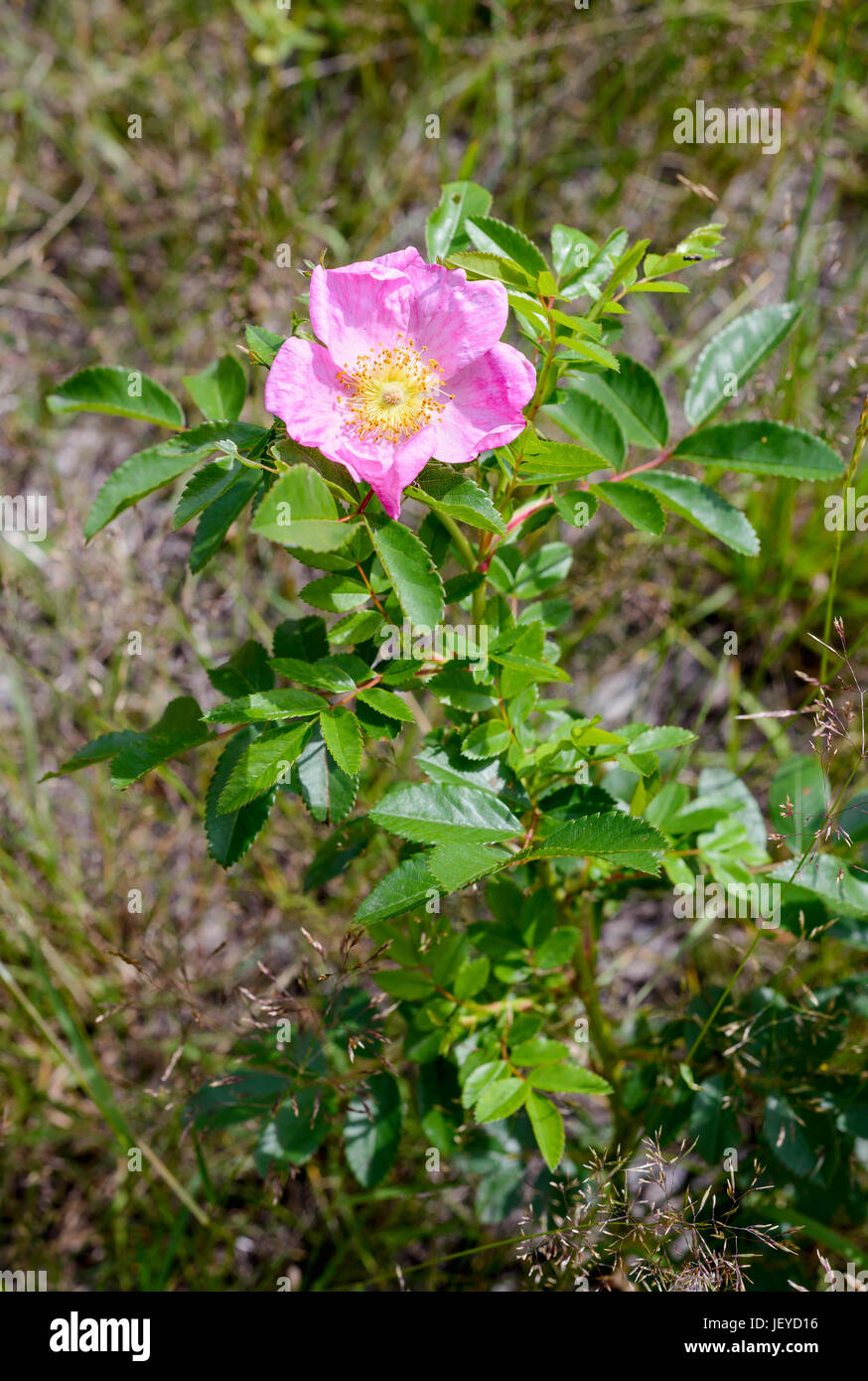 Eine schöne Rosa Rubiginosa, auch bekannt als Briar rose, Hundsrose, sweet Briar, Sweetbriar rose, süße Brier, Hagebutte oder Eglantine, unter der warmen Frühlingssonne su Stockfoto