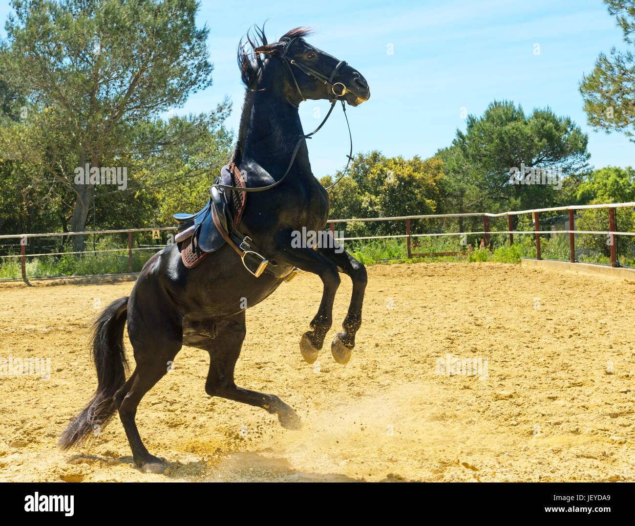 Aufzucht der schwarze Hengst-Training in einer manege Stockfoto
