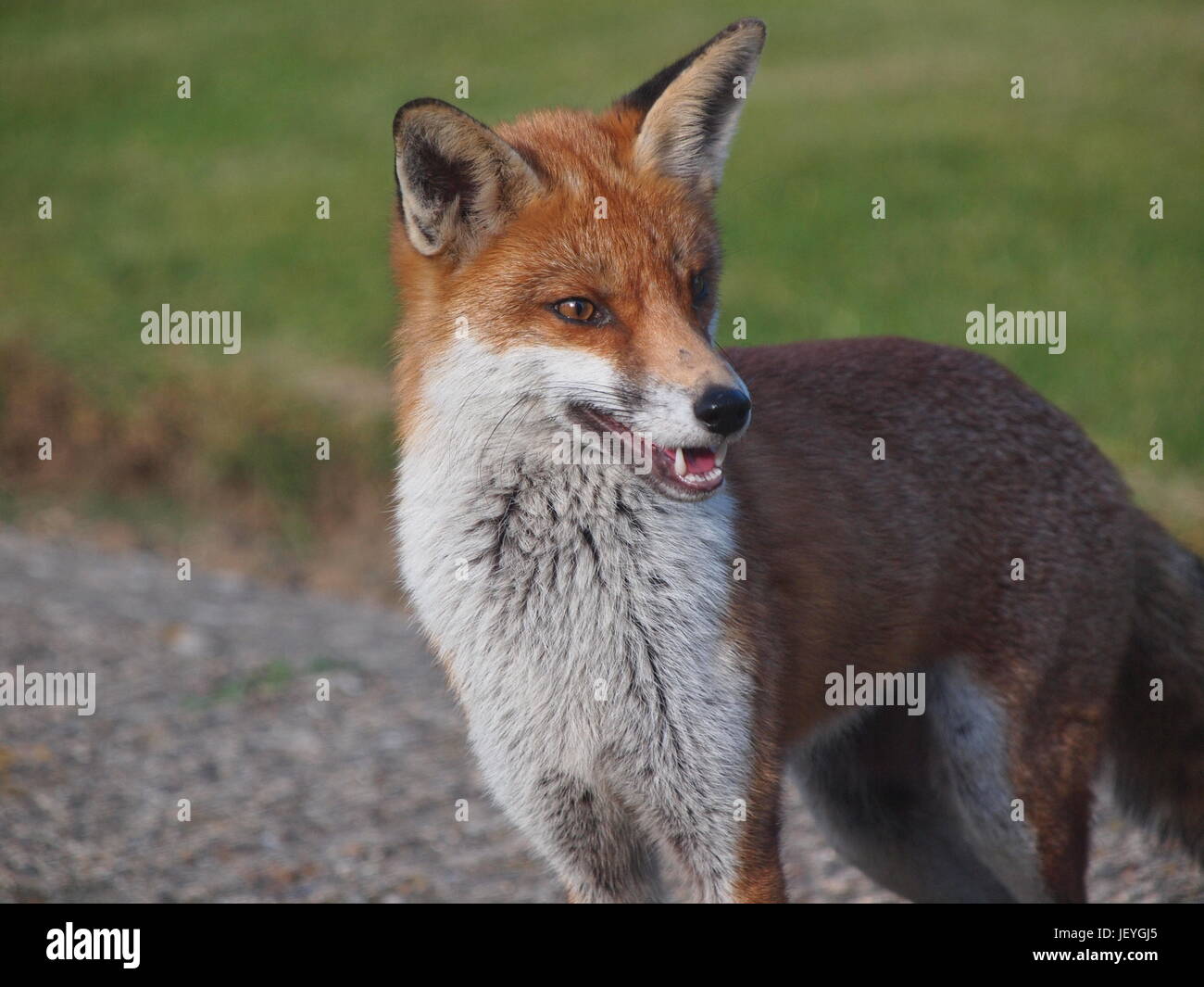 Fuchs auf engstem Raum Stockfoto