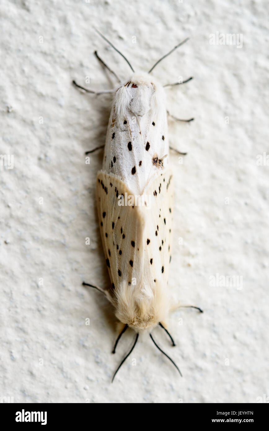 Paar weiße Hermelin Motten (Spilosoma Lubricipeda) Paarung in schattige Lage an einer Wand ziemlich häufig in ganz Großbritannien. Westwales. VEREINIGTES KÖNIGREICH. Stockfoto