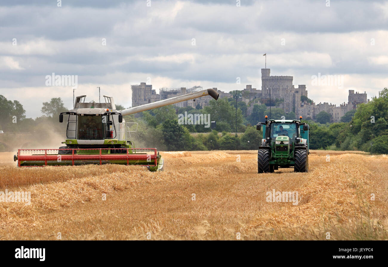 Mähdrescher schneiden Weizen in einem Feld im ländlichen England mit Traktor und Anhänger und Windsor Castle im Hintergrund Stockfoto