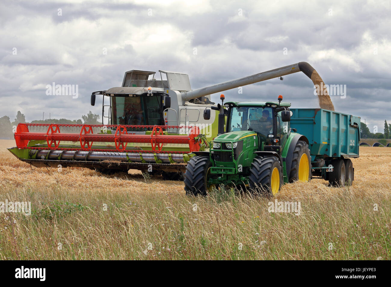 Mähdrescher schneiden Weizen in einem Feld im ländlichen England mit Traktor und Anhänger, die mit Getreide gefüllt Stockfoto