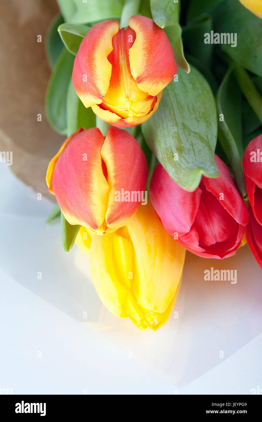 Nahaufnahme von einem Bouquet von gelben und rosa Tulpen, eingehüllt in Packpapier und Zellophan auf weißem Hintergrund. Stockfoto
