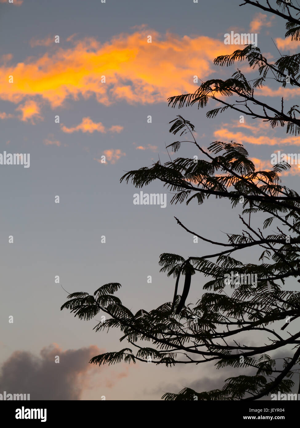 Flamboyant Baum bei Sonnenuntergang, Mustique Stockfoto