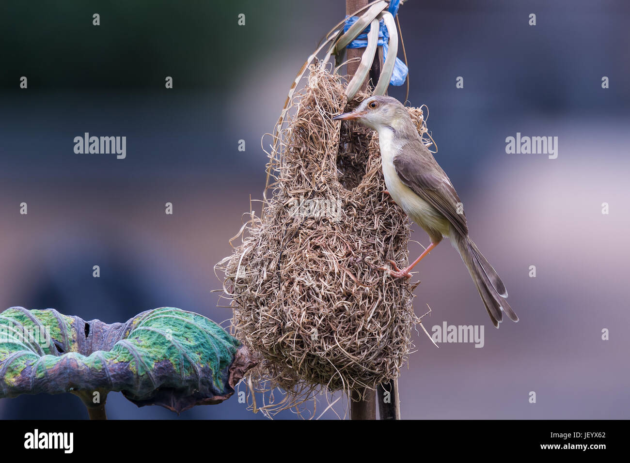 Die schlichte Prinia oder glatt oder weißes-browed Wren-Grasmücke ist eine kleine Grasmücke in der Cisticolidae-Familie. Es ist ein Wohnsitz Züchter aus Pakistan und Stockfoto