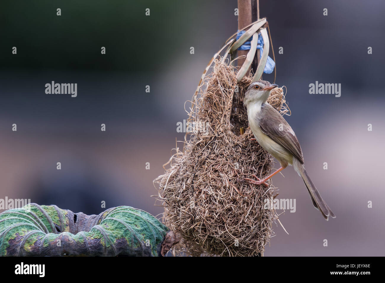 Die schlichte Prinia oder glatt oder weißes-browed Wren-Grasmücke ist eine kleine Grasmücke in der Cisticolidae-Familie. Es ist ein Wohnsitz Züchter aus Pakistan und Stockfoto
