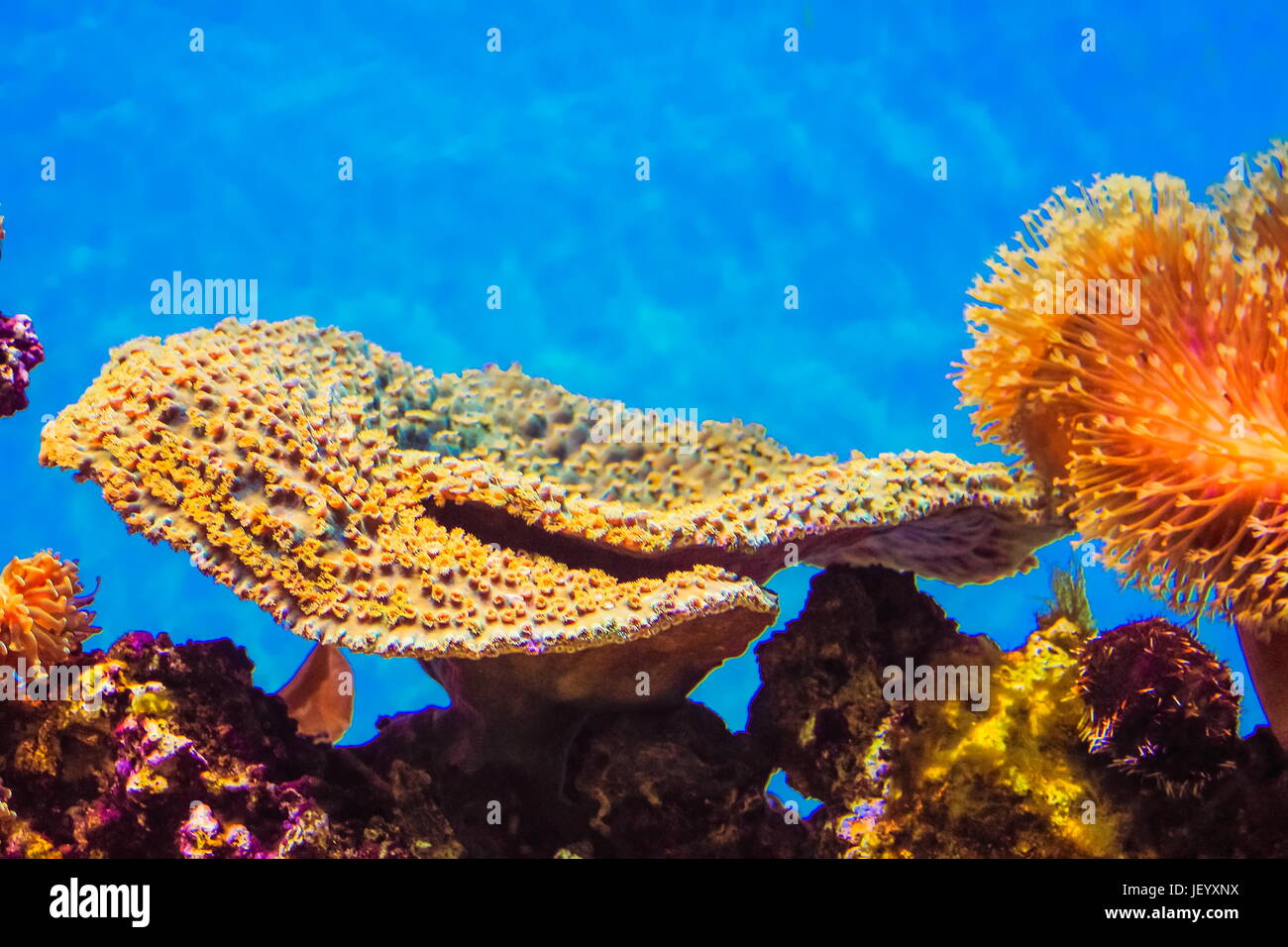 Steinkorallen Coral - Steinkorallen ist eine Gattung von kleinen Polypen Stony Coral in Phylum Cnidaria. Stockfoto