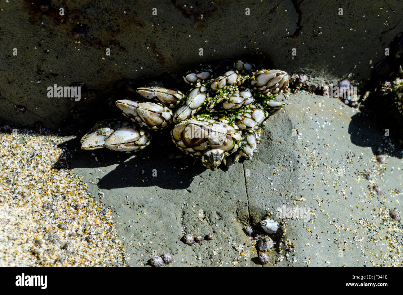 Entenmuscheln am Strand in San Francisco Kalifornien Stockfoto