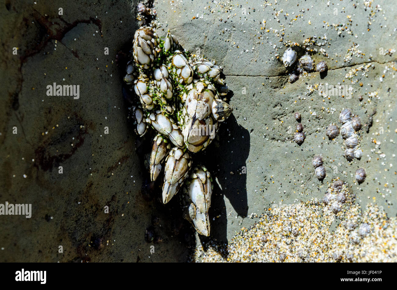 Entenmuscheln am Strand in San Francisco Kalifornien Stockfoto