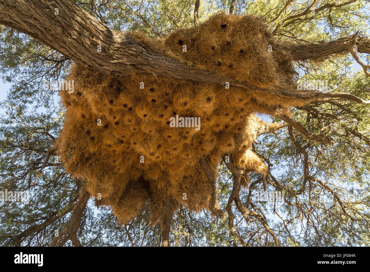 Nester von sociable Weaver Stockfoto