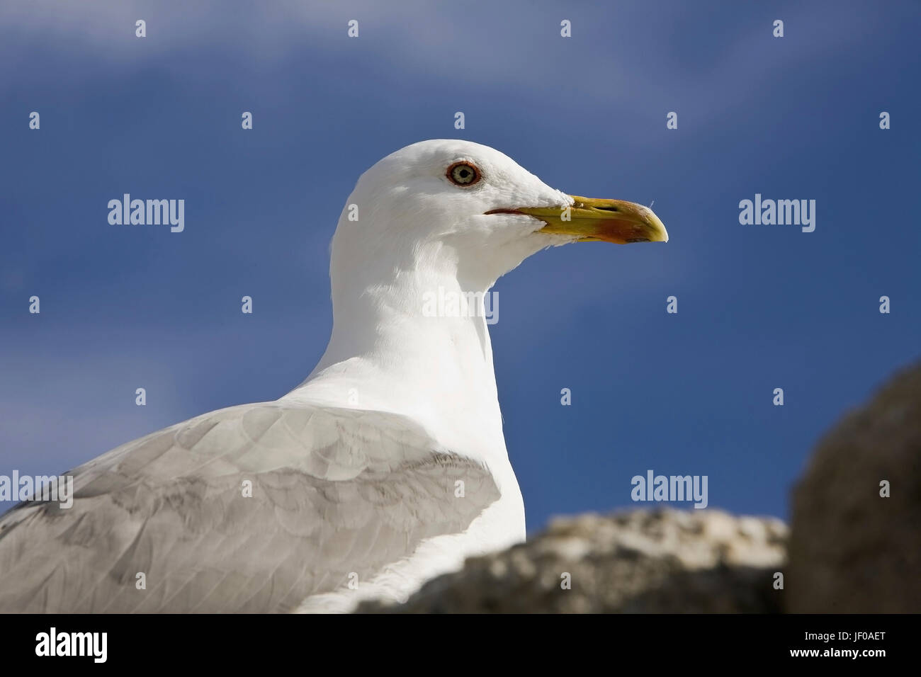 Gelbe legged Möve, Larus Michahellis, Estepona, Spanien Stockfoto