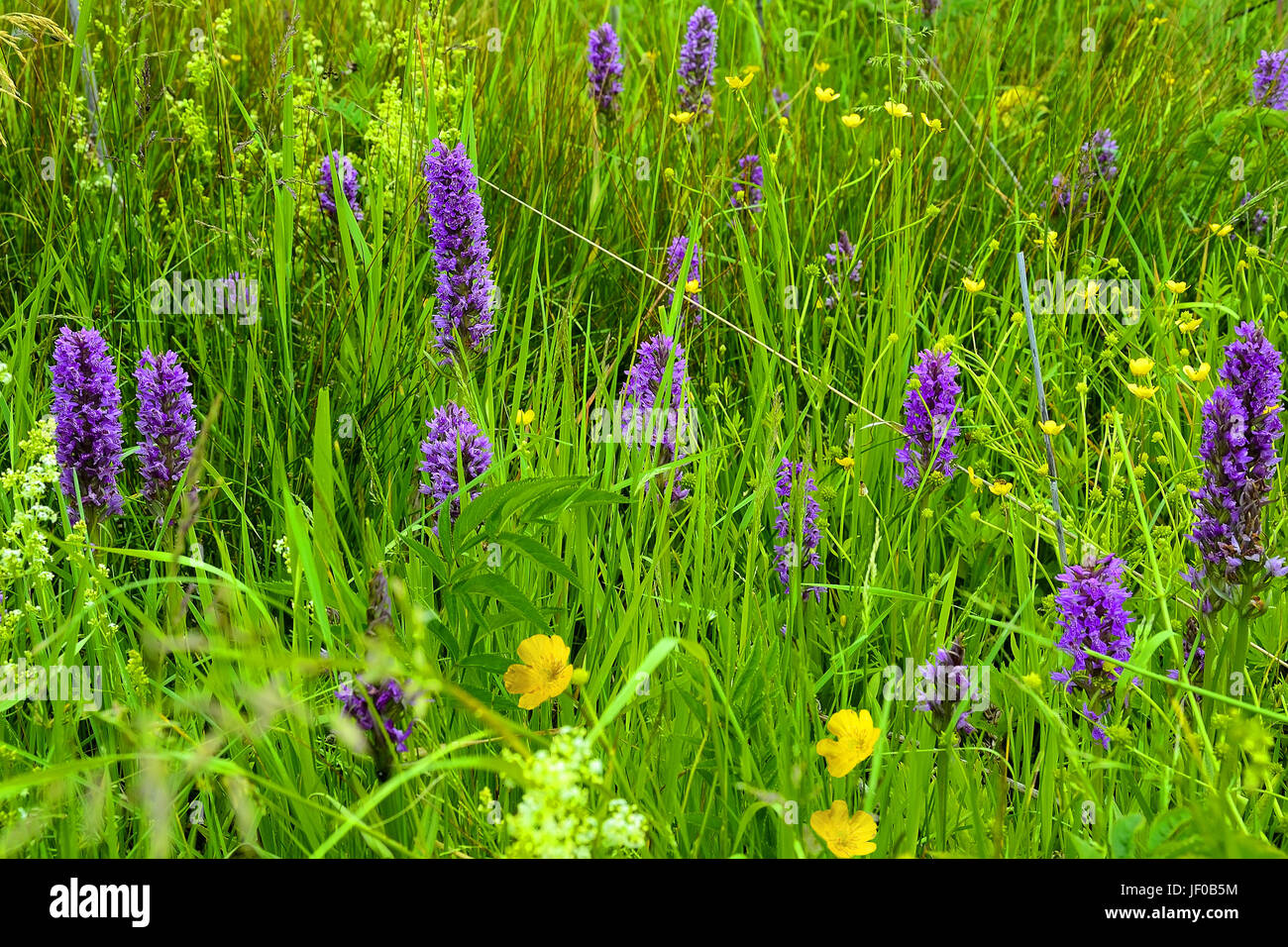 Lila Blume Wiese
