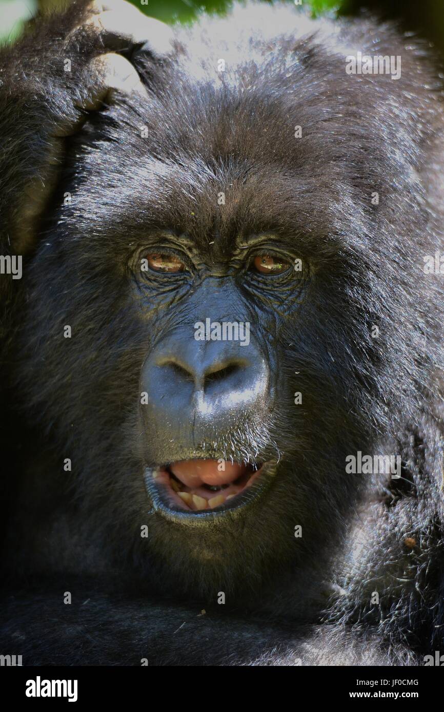 Silverback Gorilla und der Familie in der virunga Berge der nördlichen Ruanda, Afrika. Stockfoto