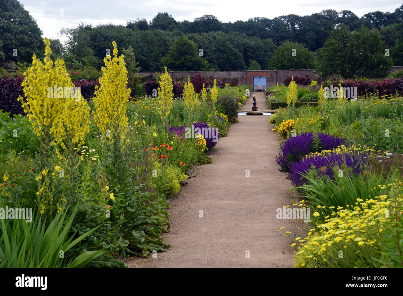 ‎Tall‎ arktischen Sommer Pflanzen (molène bombyciferum) in einem Grenzgebiet, das in der ummauerten Garten in Helmsley Schloss in der Marktgemeinde Helmsley Ryedale, Stockfoto