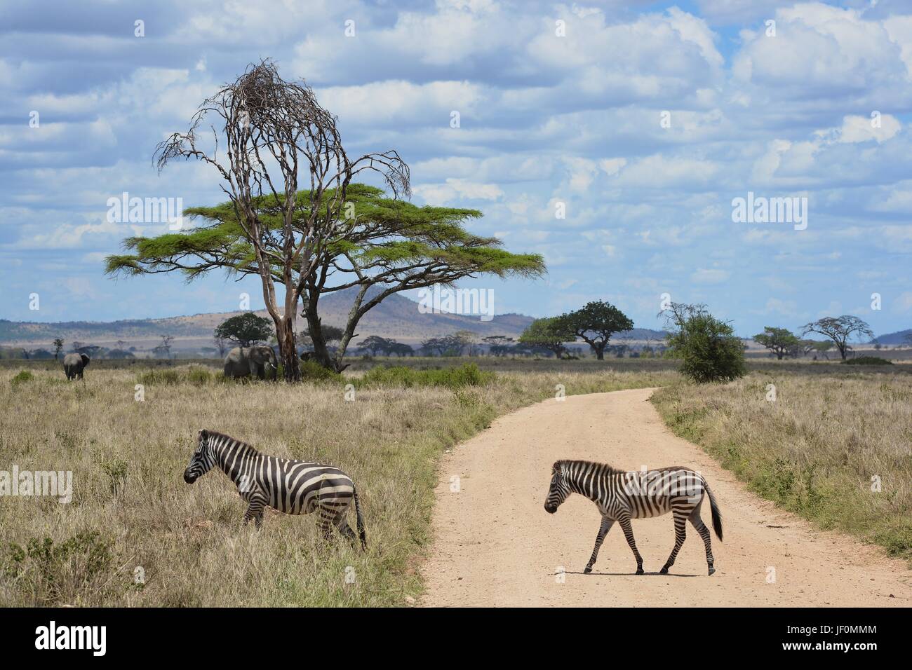 Faszinierende Zebras grasen die Savanne der Serengeti Nationalpark in Tansania. Stockfoto