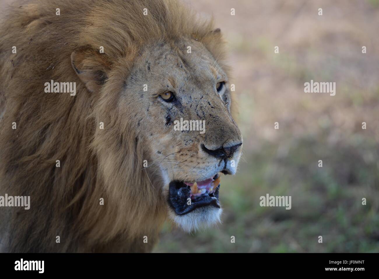 Löwen sind König der Savanne der Serengeti Nationalpark in Tansania, Afrika. Stockfoto