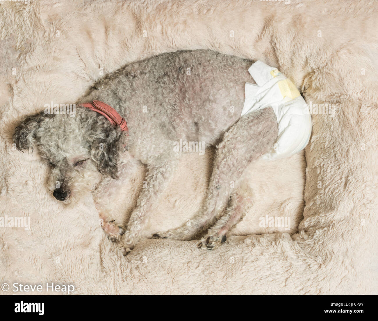 Alte graue Hund trägt eine Doggy Windel Stockfoto