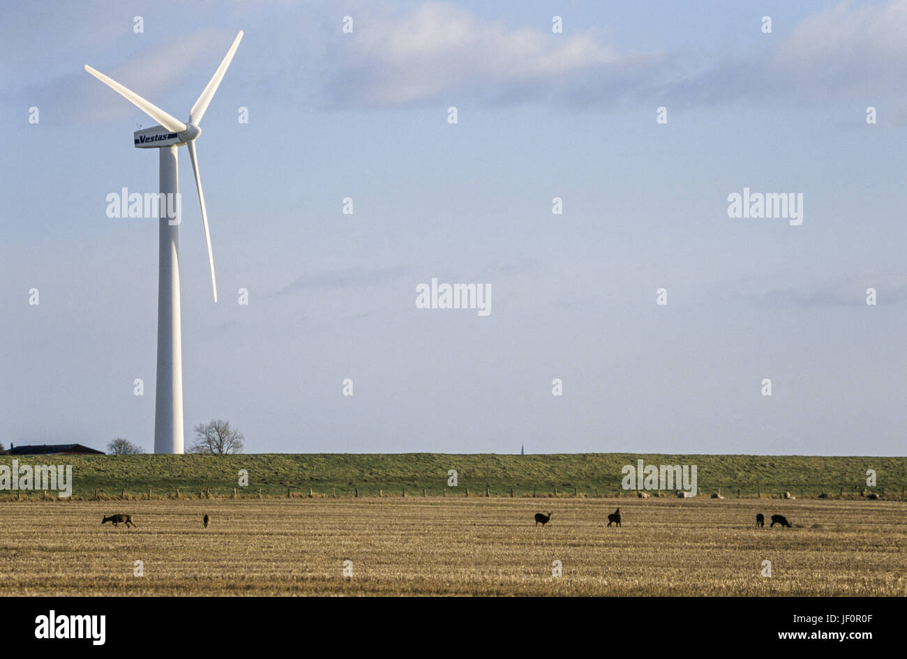 Rehe vor Wind Power Station Stockfoto