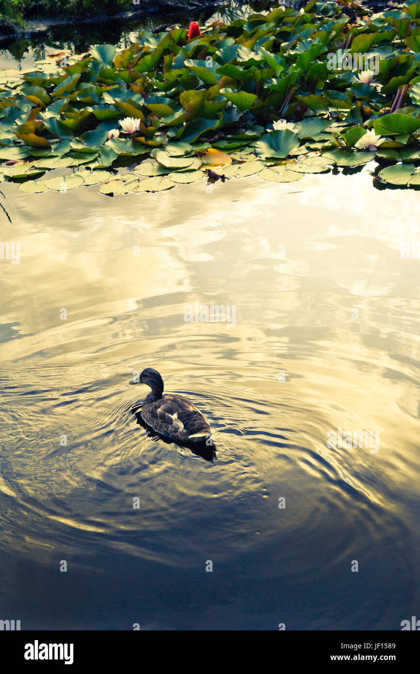 Enten Sie in einem Teich im Stanley Park, Vancouver, BC Stockfoto