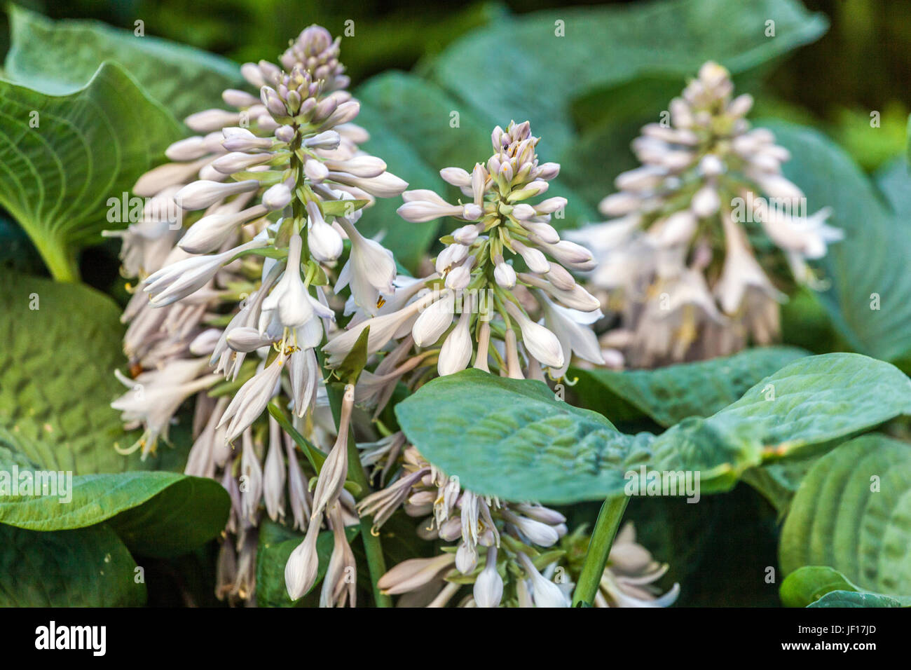 Hosta mit großen Blättern und weißen Blüten Stockfoto