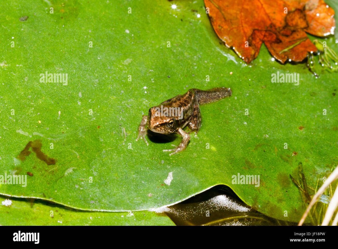 Froglet der Grasfrosch (Rana Temporaria) auf ein Seerosenblatt in einem Gartenteich, East Sussex, Großbritannien Stockfoto
