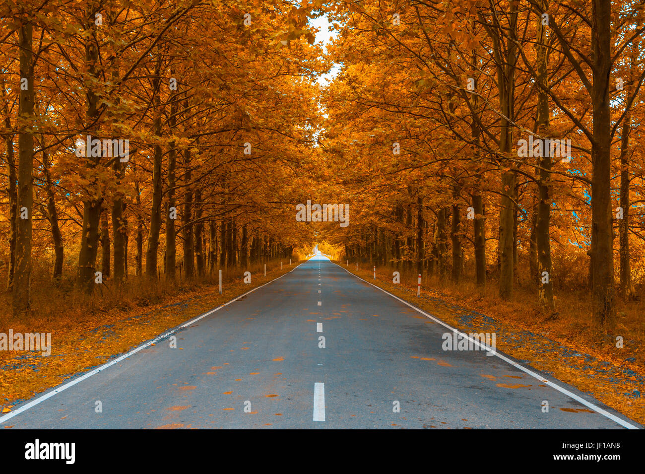 Straße in herbstlichen Wälder Stockfoto