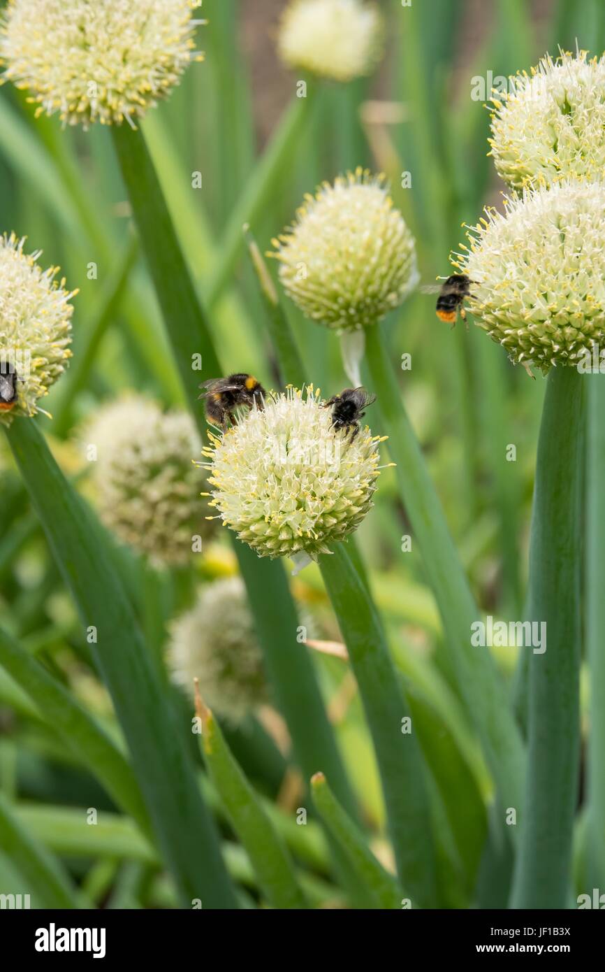 Bumble Bees auf Waliser Zwiebel Nectaring. Stockfoto