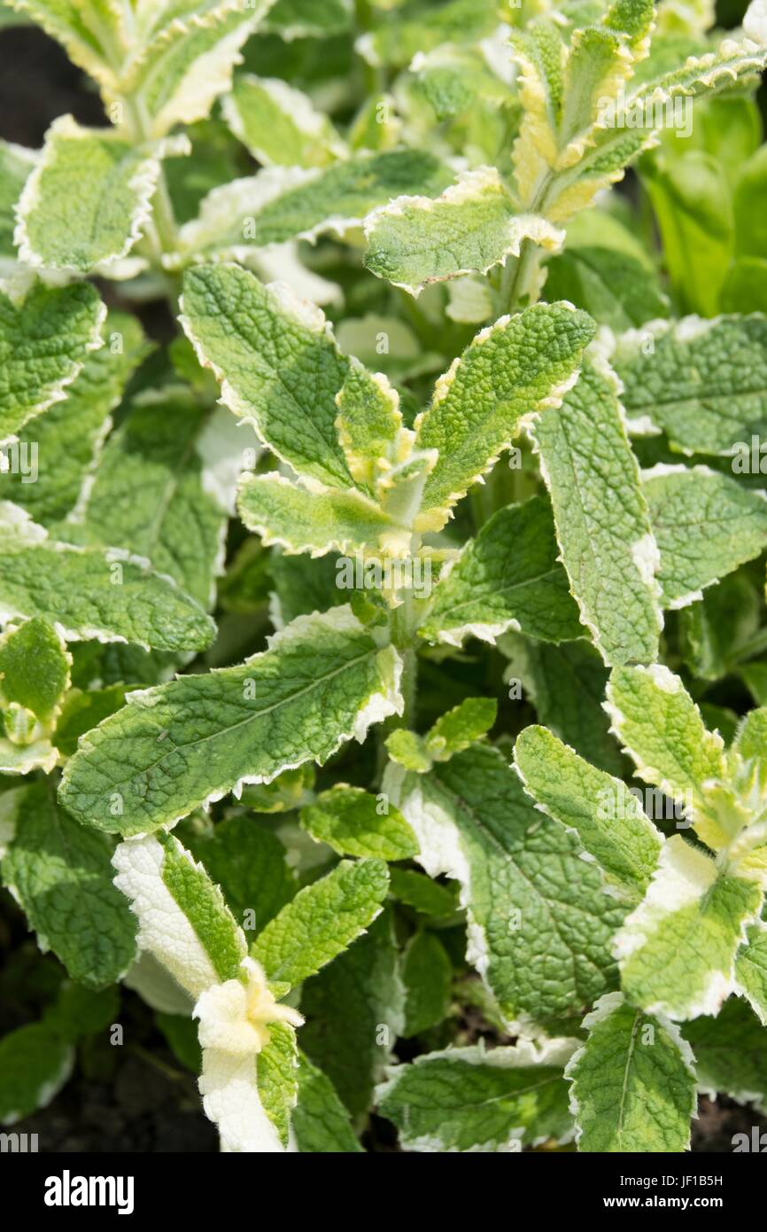Mentha suaveolens Fotos und Bildmaterial in hoher Auflösung Alamy