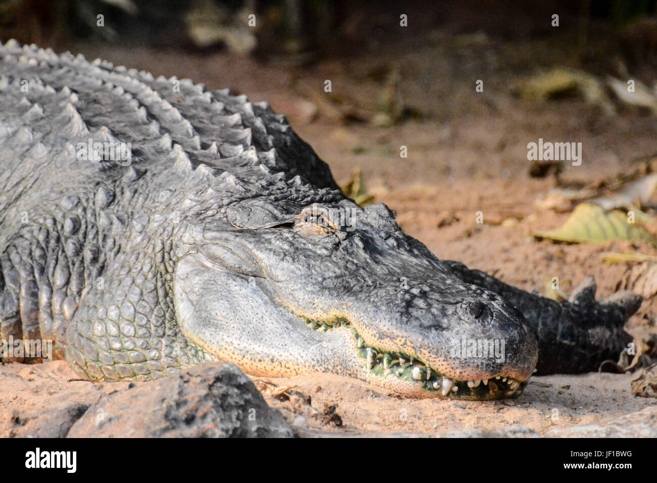 Großen braunen und gelben Amphibian prähistorischen Krokodil Stockfoto