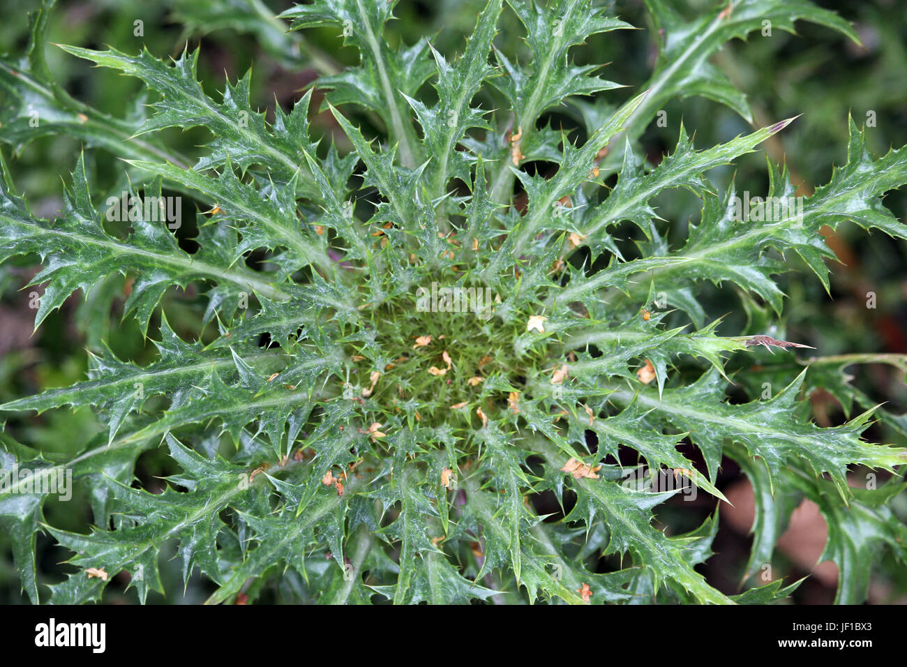 Silberdistel carlina acaulis Fotos und Bildmaterial in hoher