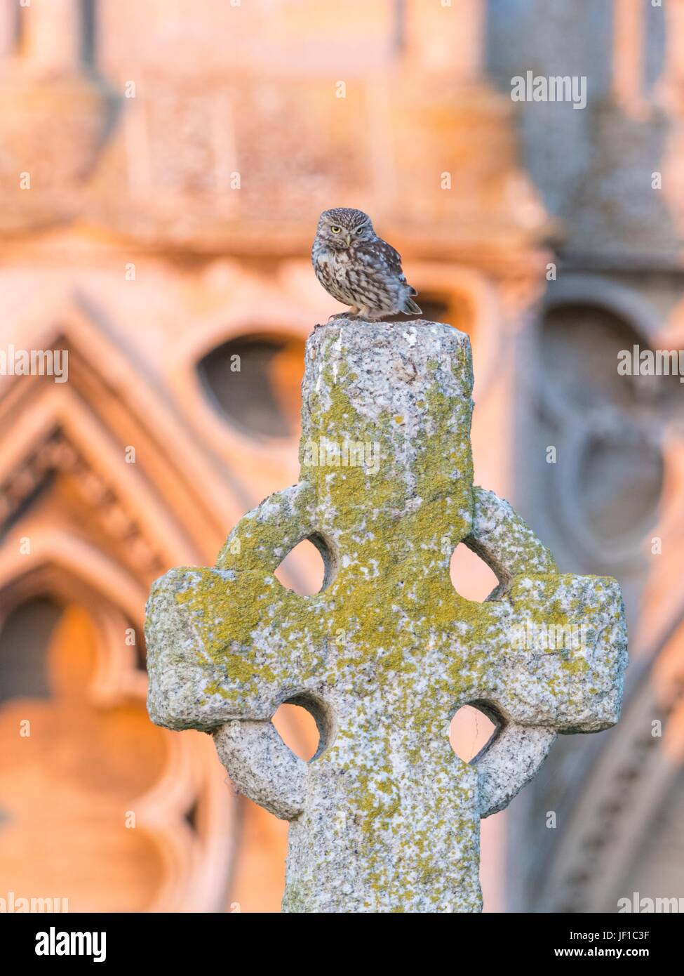 Litttel Eule Athene Noctua auf ein keltisches Kreuz auf einem Friedhof thront. Stockfoto