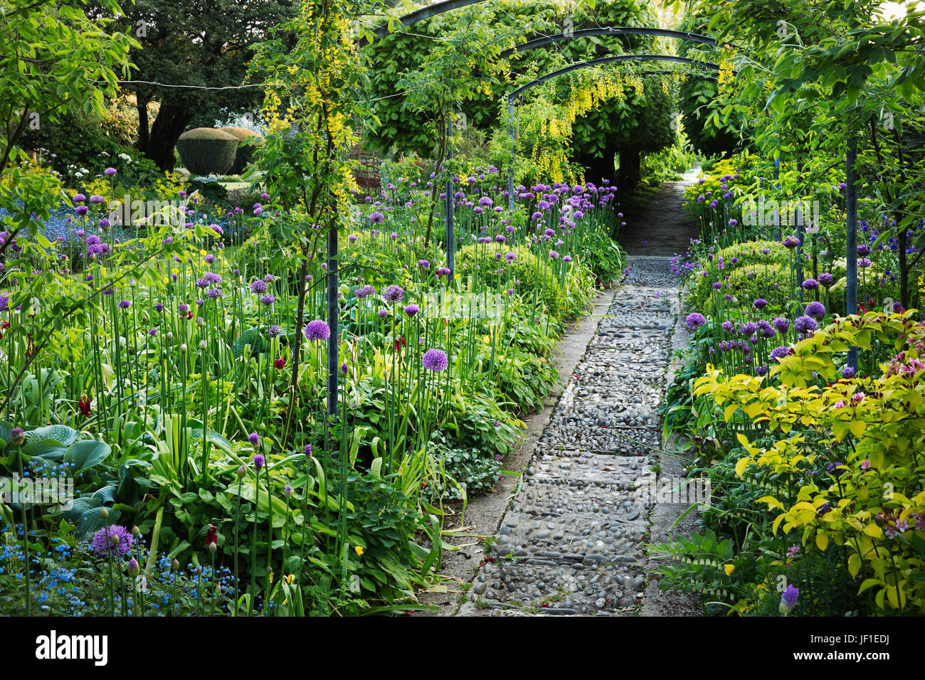 Blick entlang eines Gartenweges, Beete mit lila Allium und Bäume im Hintergrund. Stockfoto